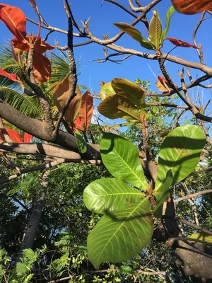 モモタマナの育て方・栽培方法