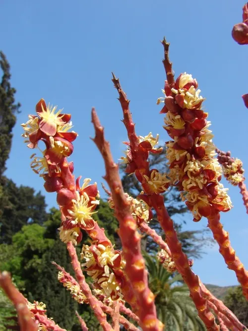 チリサケヤシ（智利酒椰子） (Jubaea chilensis) - PictureThis