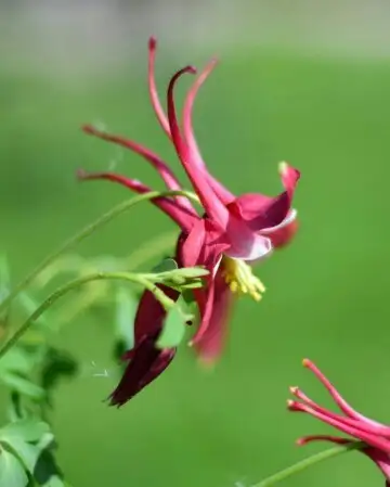 アクイレギア グランドローサ Aquilegia Glandulosa 花言葉 毒性 よくある質問 Picturethis アクイレギア グランドローサ Aquilegia Glandulosa 花言葉 毒性 よくある質問 Picturethis