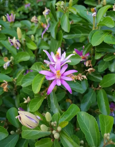 スイレンボク 睡蓮木 Grewia Occidentalis 花言葉 毒性 よくある質問 Picturethis スイレンボク 睡蓮木 Grewia Occidentalis 花言葉 毒性 よくある質問 Picturethis