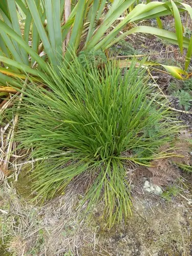 Chatham island speargrass