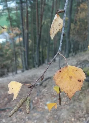 Is shops silver birch poisonous to dogs