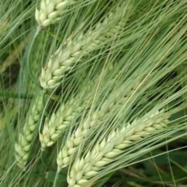 Rivet wheat (Triticum turgidum) Flower, Leaf, Care, Uses - PictureThis