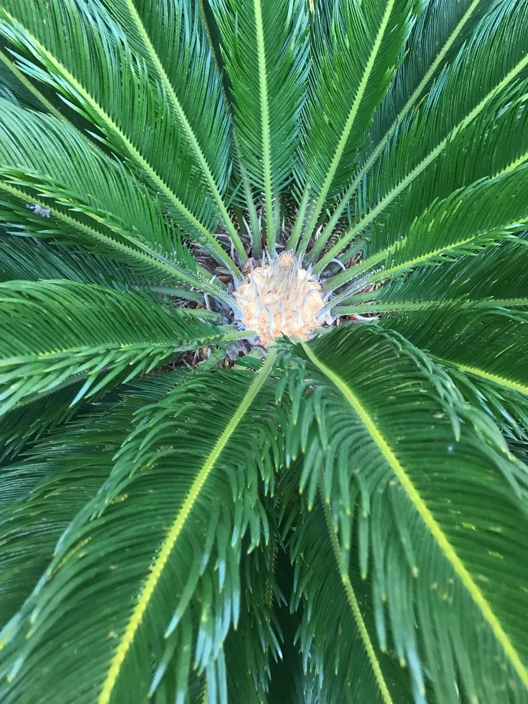 ソテツ（蘇鉄）の判定方法 (Cycas revoluta)