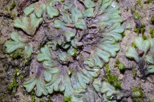 Common crystalwort