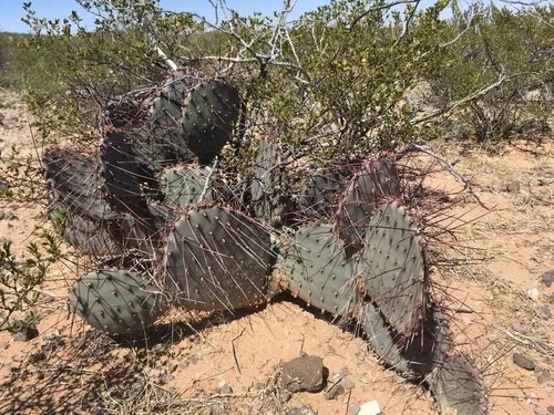 オプンチア・マクロケントラ (Opuntia macrocentra) - PictureThis