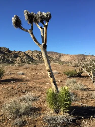 種子20粒 ユッカ・ブレビフォリア(ジョシュアツリー）(Yucca 軟らかく Brevifolia(Joshua tree))