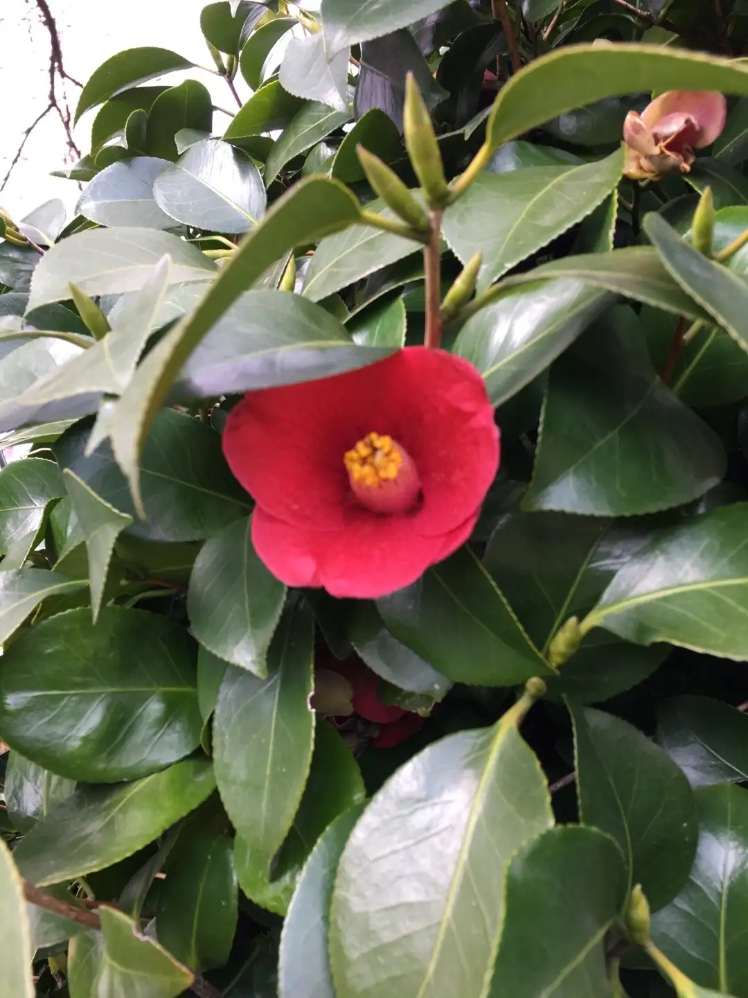 What should I do if I water my Camellia too much or too little