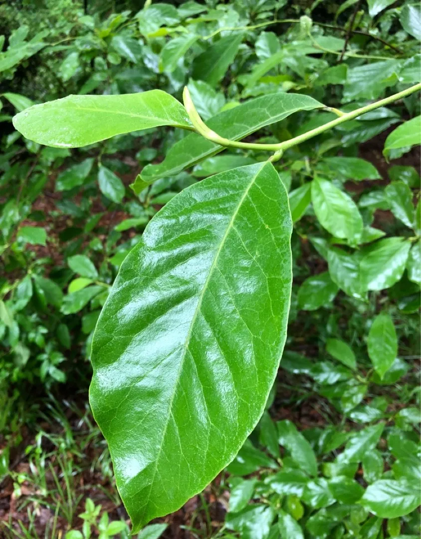 Chaliponga (Diplopterys cabrerana, Banisteriopsis rusbyana) seeds