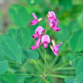 ヤマハギ（山萩）の判定方法 (Lespedeza bicolor)