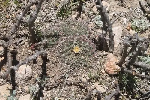Mammillaria uncinata