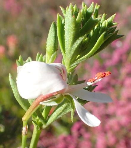 C11 パンダ園芸 ペラルゴニウム ヒストリクス / Pelargonium hystrix /ヒストリックス / 実生苗 開花株 多頭株  5株(サボテン)｜売買されたオークション情報、yahooの商品情報をアーカイブ公開 - オー 花、園芸