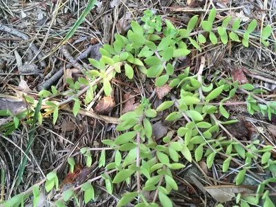 ツルマンネングサ（蔓万年草）の育て方・栽培方法