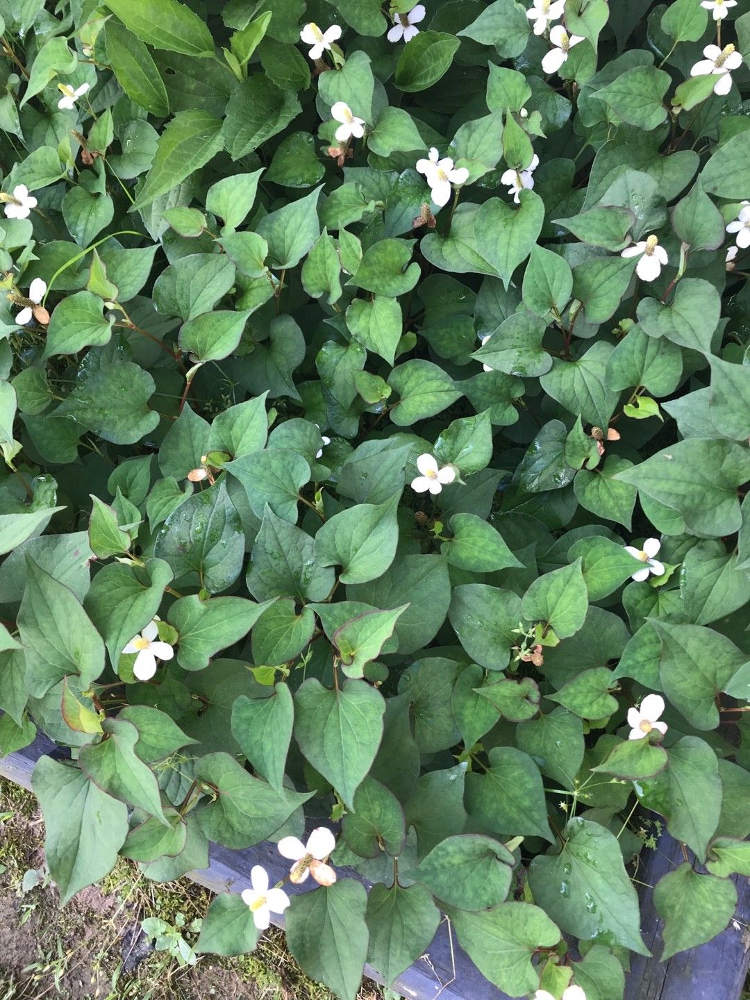 ドクダミの判定方法 (Houttuynia cordata)