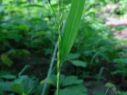Oryzopsis racemosa