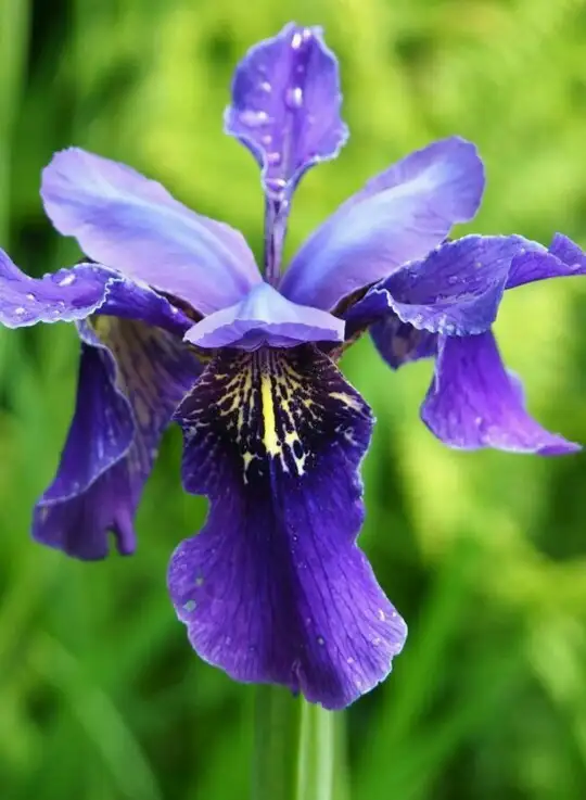 Iris fertilizer online