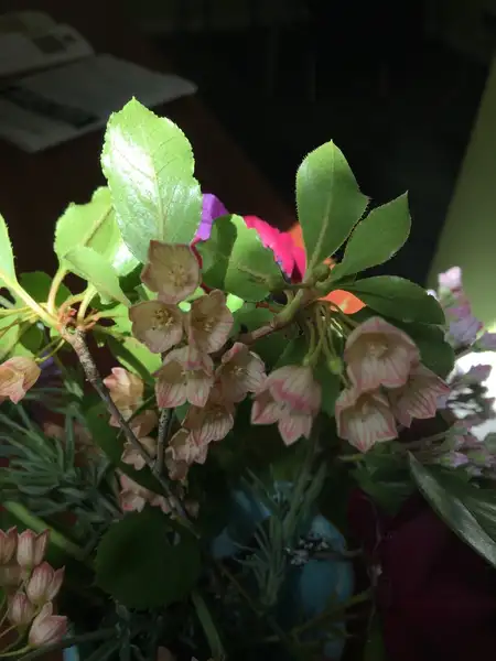ドウダンツツジ属 Enkianthus 花言葉 毒性 よくある質問 Picturethis