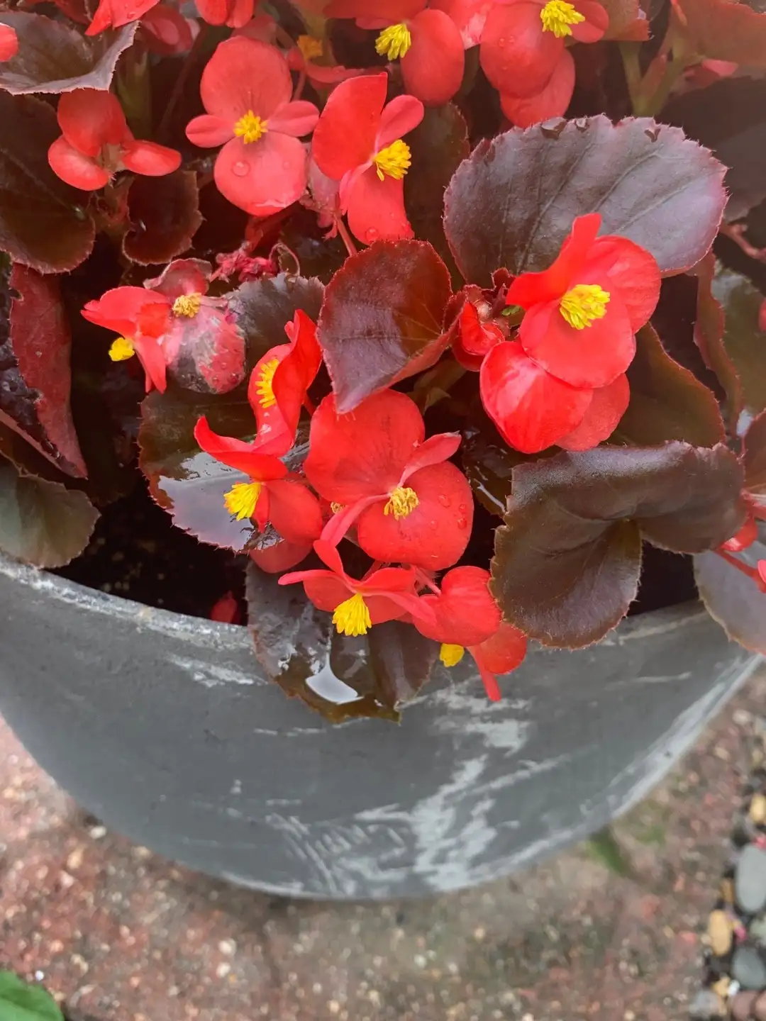 Begonia 'Cocktail Vodka' Cuidados (Plantando, Fertilizantes, Enfermedades)  - PictureThis