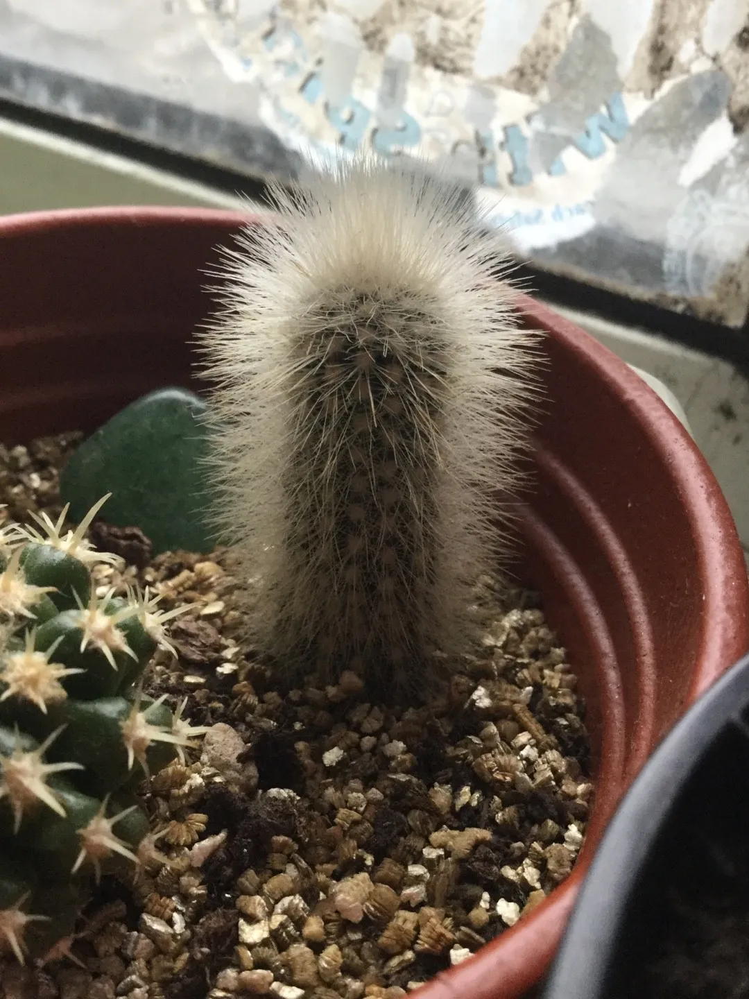 オキナマル （翁丸）の判定方法 (Cephalocereus senilis)