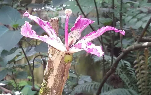 トックリキワタ（徳利木綿） (Ceiba speciosa) - PictureThis