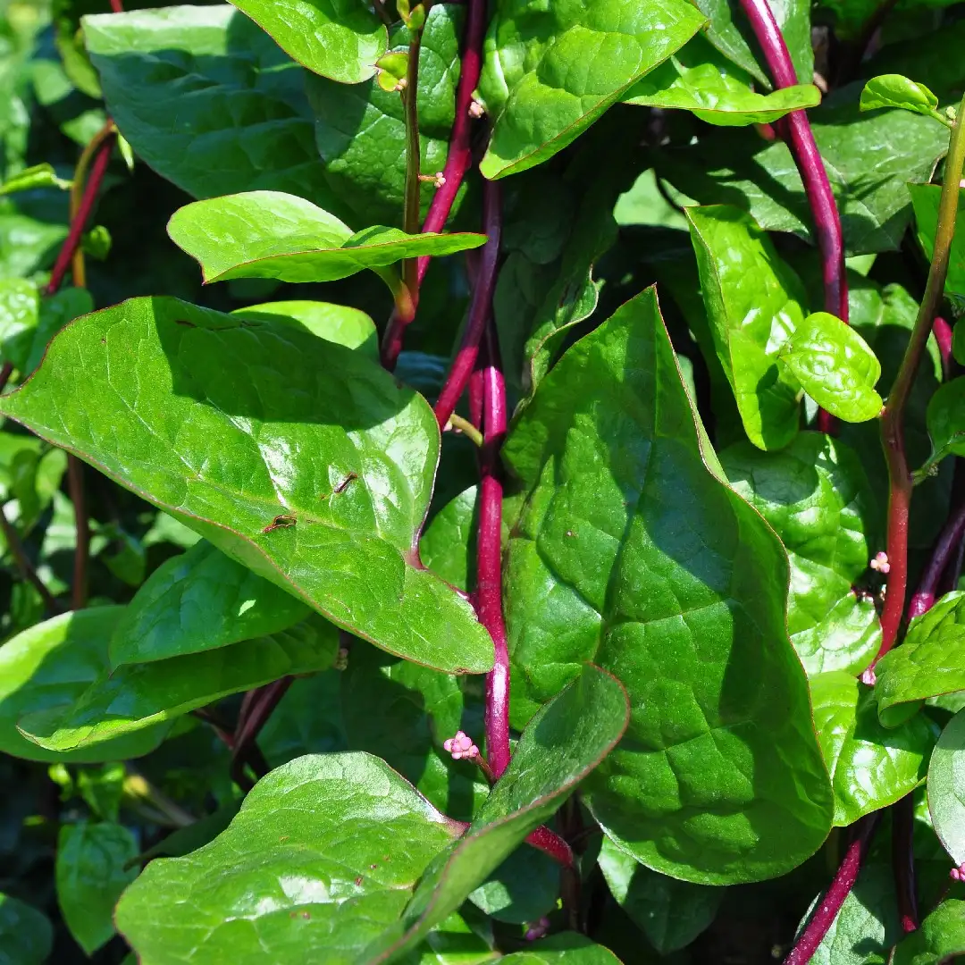 ツルムラサキ属 Basella 花言葉 毒性 よくある質問 Picturethis ツルムラサキ属 Basella 花言葉 毒性 よくある質問 Picturethis