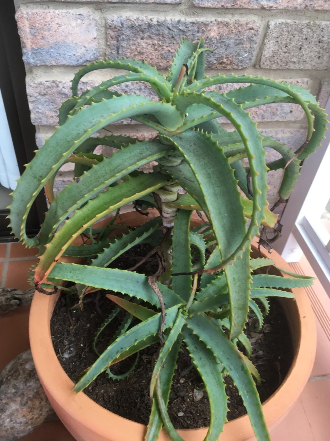 キダチアロエ（木立蘆薈）の判定方法 (Aloe arborescens)