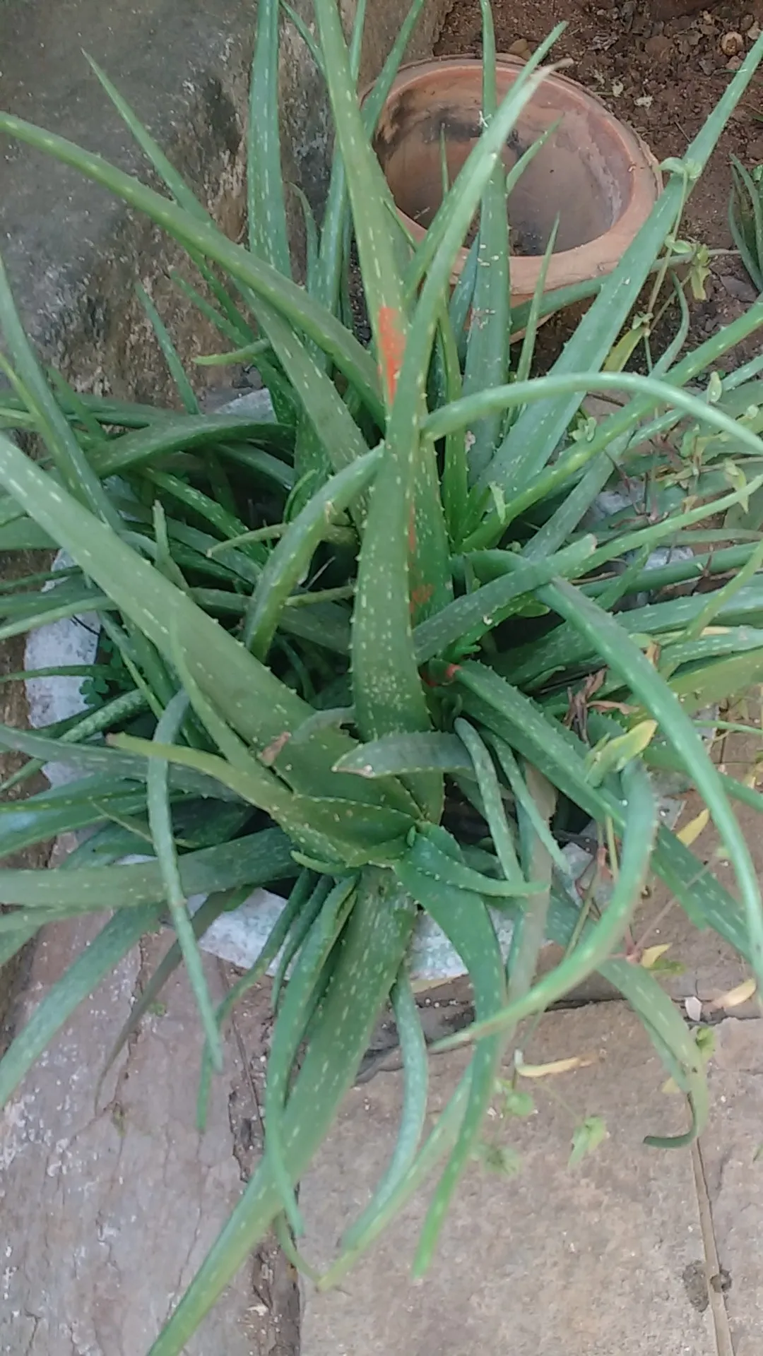 バルバドスアロエの判定方法 (Aloe vera)