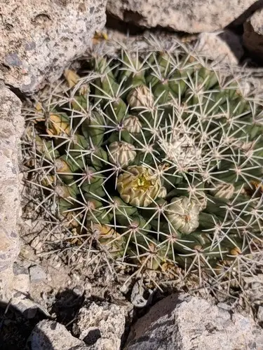 Little nipple cactus