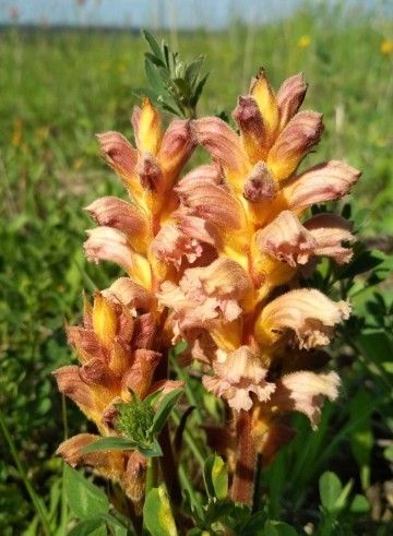 ハマウツボ属 (Orobanche) 花言葉，毒性，よくある質問 - PictureThis