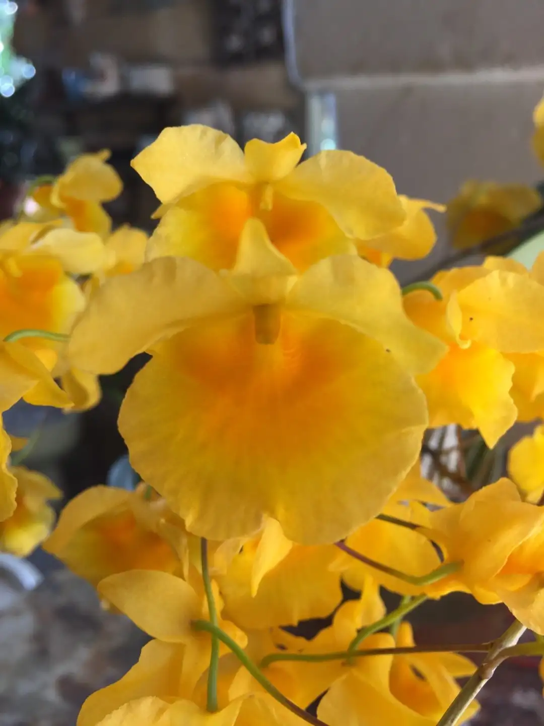 How Much Sun Do Orchids Need corona.dothome.co.kr