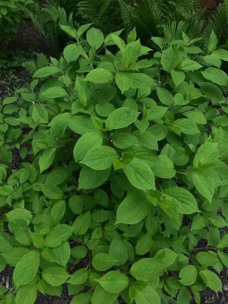 マタタビ属 Actinidia 花言葉 毒性 よくある質問 Picturethis