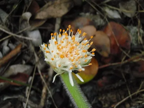 マユハケオモト ハリマンサス 流星 茶色 萌黄縞 星斑 山野草