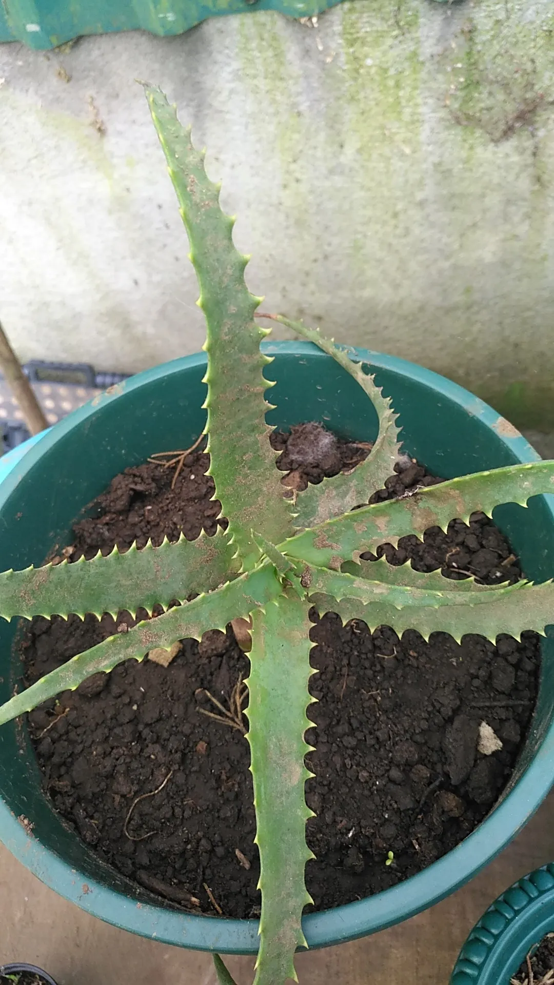 キダチアロエ（木立蘆薈）の判定方法 (Aloe arborescens)