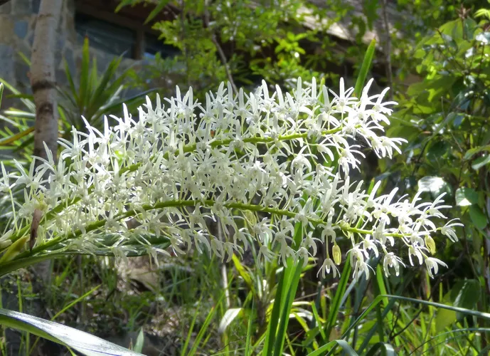 タイミンセッコク（大明石斛） (ケア, 特徴, 花, 画像)