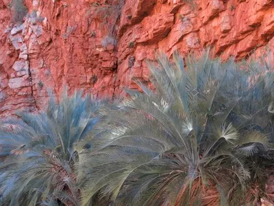 Macrozamia macdonnellii - PictureThis