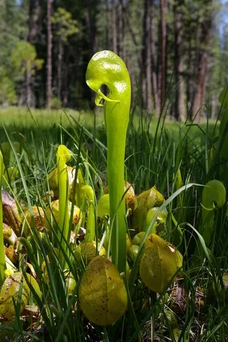 ダーリングトニア・カリフォルニカ (Darlingtonia californica) - PictureThis