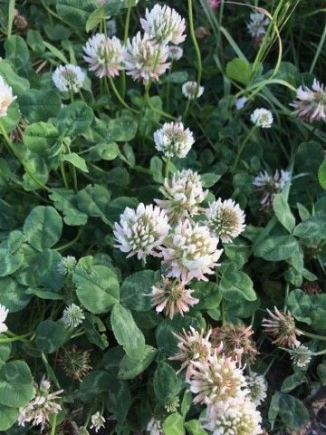 is clover harmful to dogs