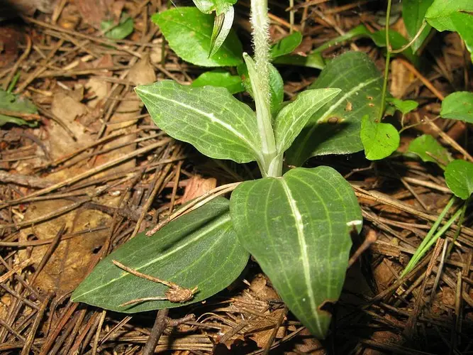 Goodyera similis
