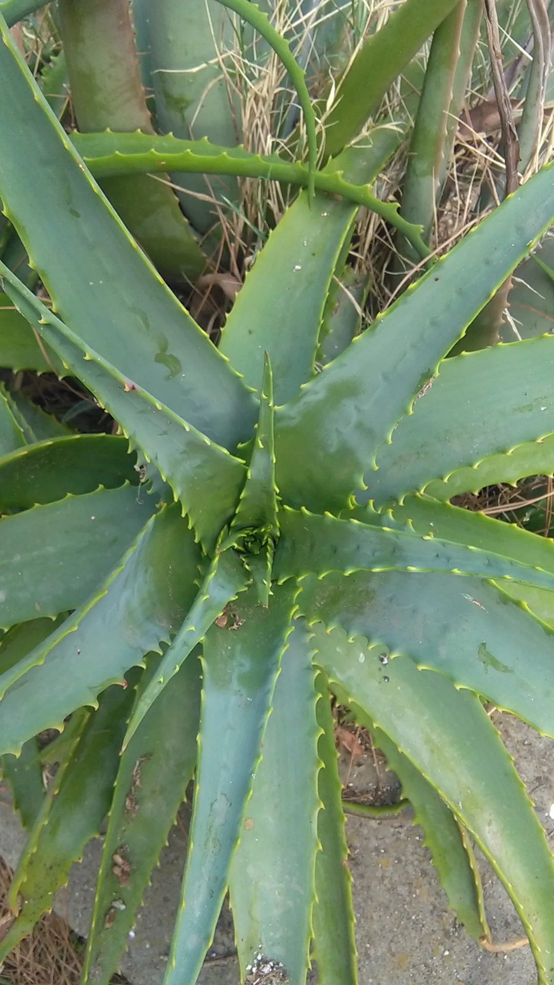 キダチアロエ（木立蘆薈）の判定方法 (Aloe arborescens)