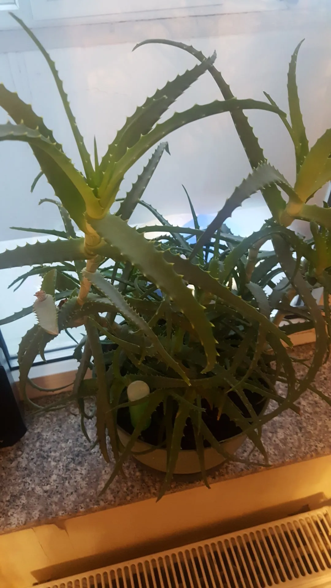 キダチアロエ（木立蘆薈）の判定方法 (Aloe arborescens)