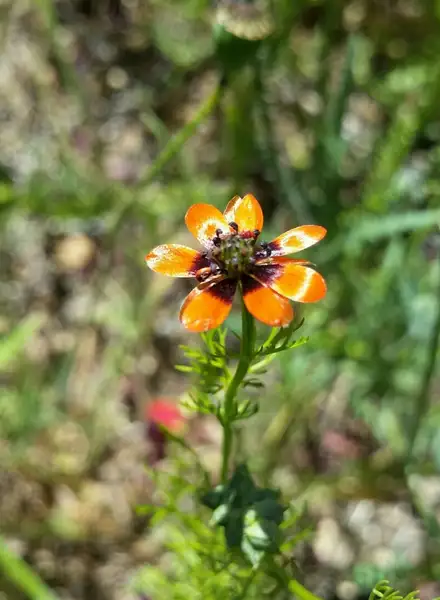 アドニス属 Adonis 花言葉 毒性 よくある質問 Picturethis アドニス属 Adonis 花言葉 毒性 よくある質問 Picturethis
