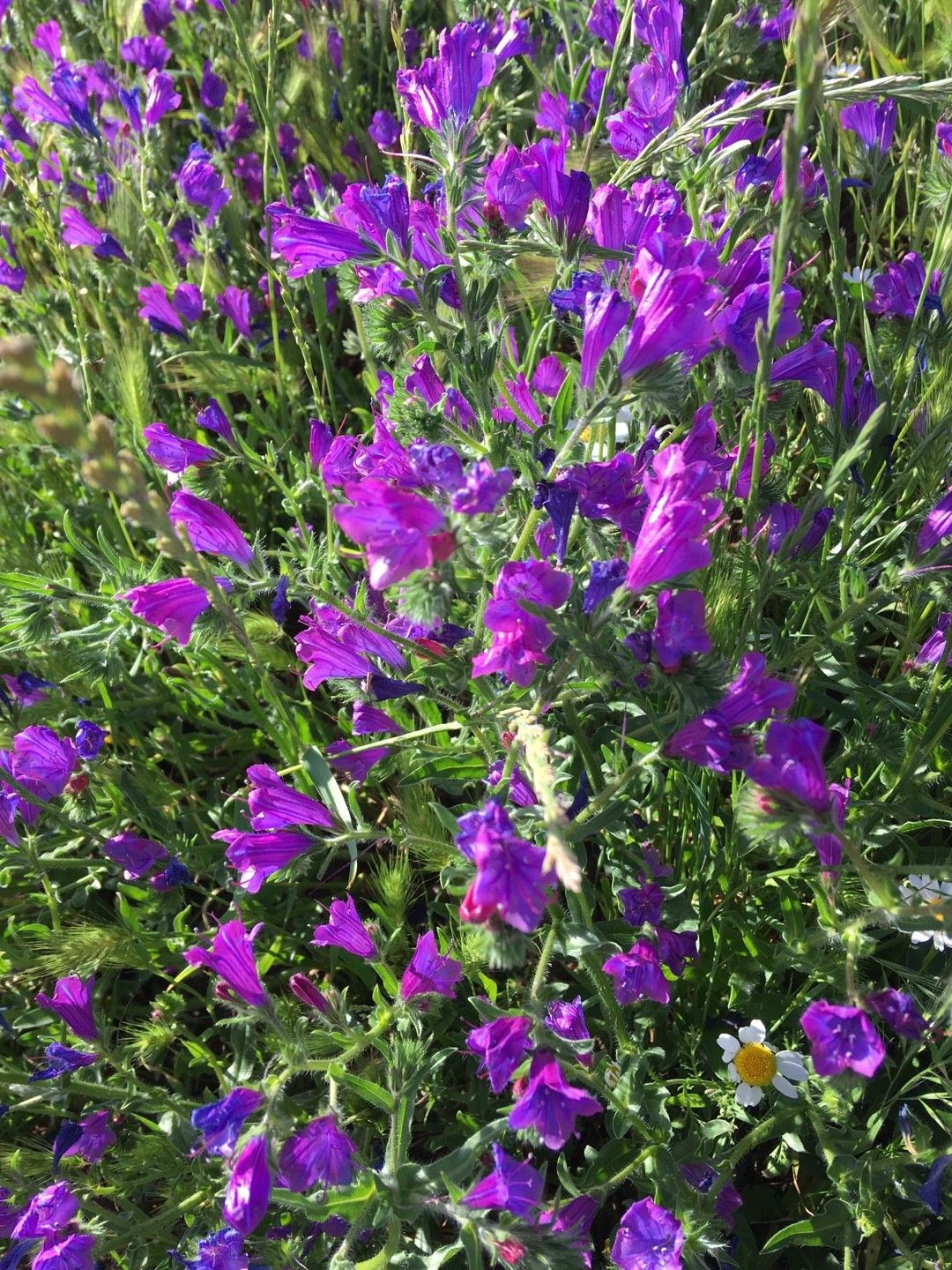 シャゼンムラサキの判定方法 (Echium plantagineum)