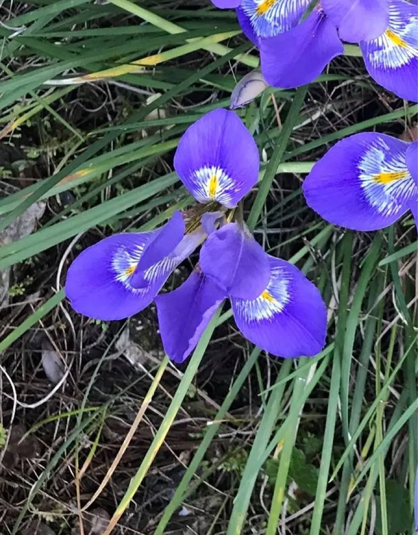 カンザキアヤメ（寒咲菖蒲・寒咲文目）の判定方法 (Iris unguicularis)