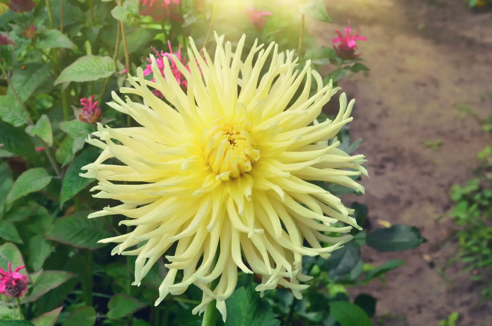 Dahlia cactus 'Yellow Star' Cuidados (Plantando, Fertilizantes,  Enfermedades) - PictureThis