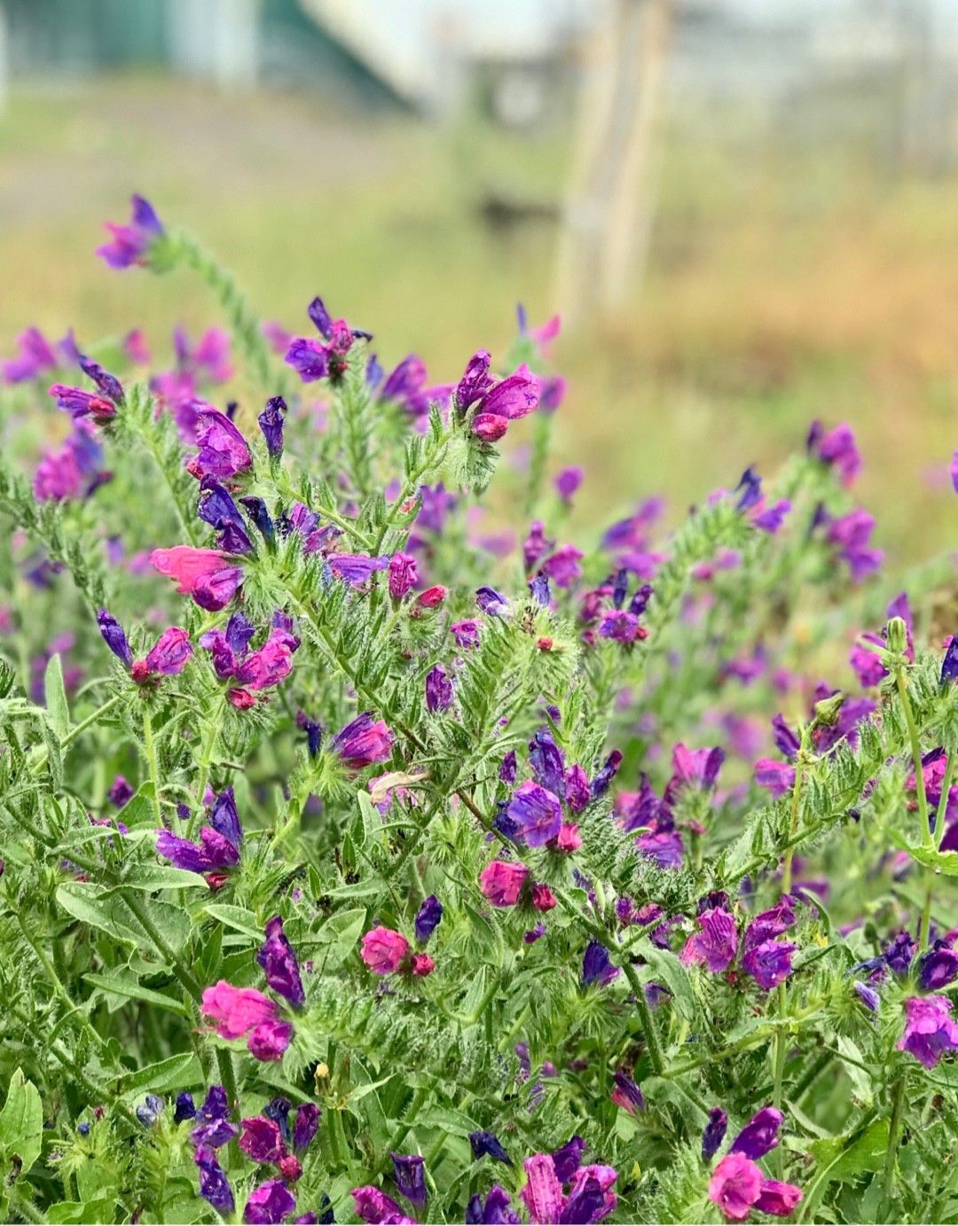 シャゼンムラサキの判定方法 (Echium plantagineum)