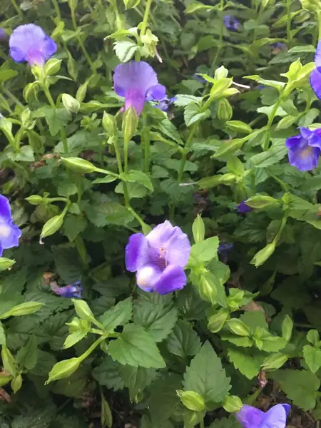 ツルウリクサ属 Torenia 花言葉 毒性 よくある質問 Picturethis ツルウリクサ属 Torenia 花言葉 毒性 よくある質問 Picturethis