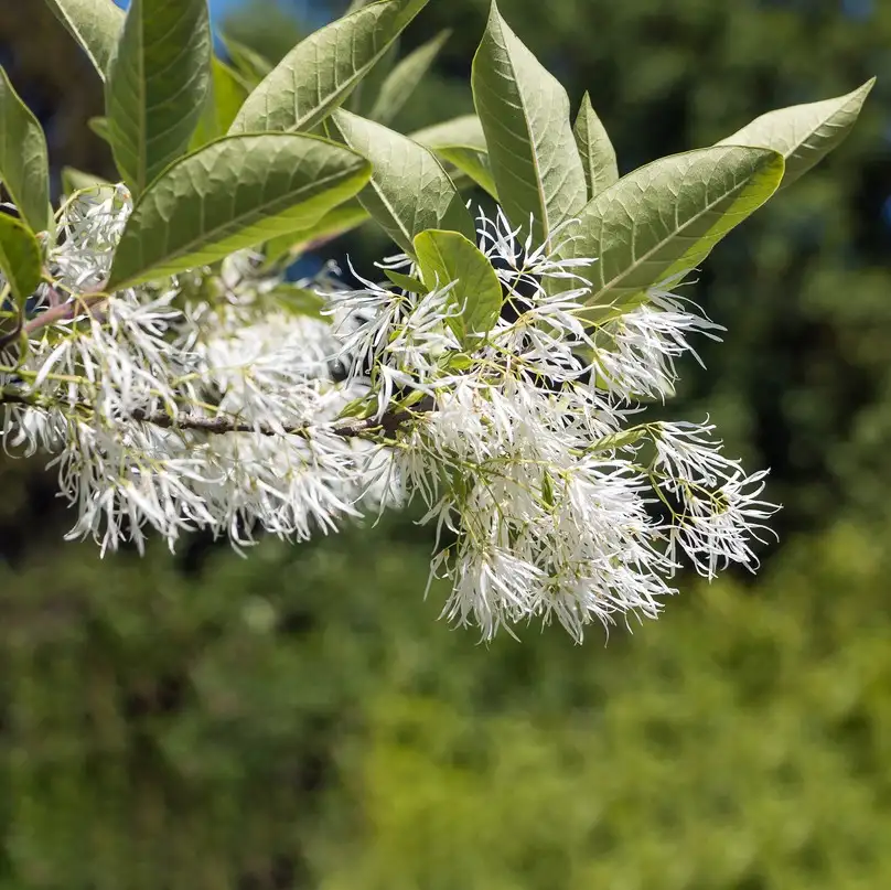 ヒトツバタゴ属 Chionanthus 花言葉 毒性 よくある質問 Picturethis ヒトツバタゴ属 Chionanthus 花言葉 毒性 よくある質問 Picturethis