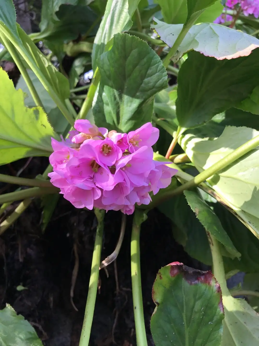 Top 20 plantas más comunes de Túnez, Beja, Odemira - PictureThis