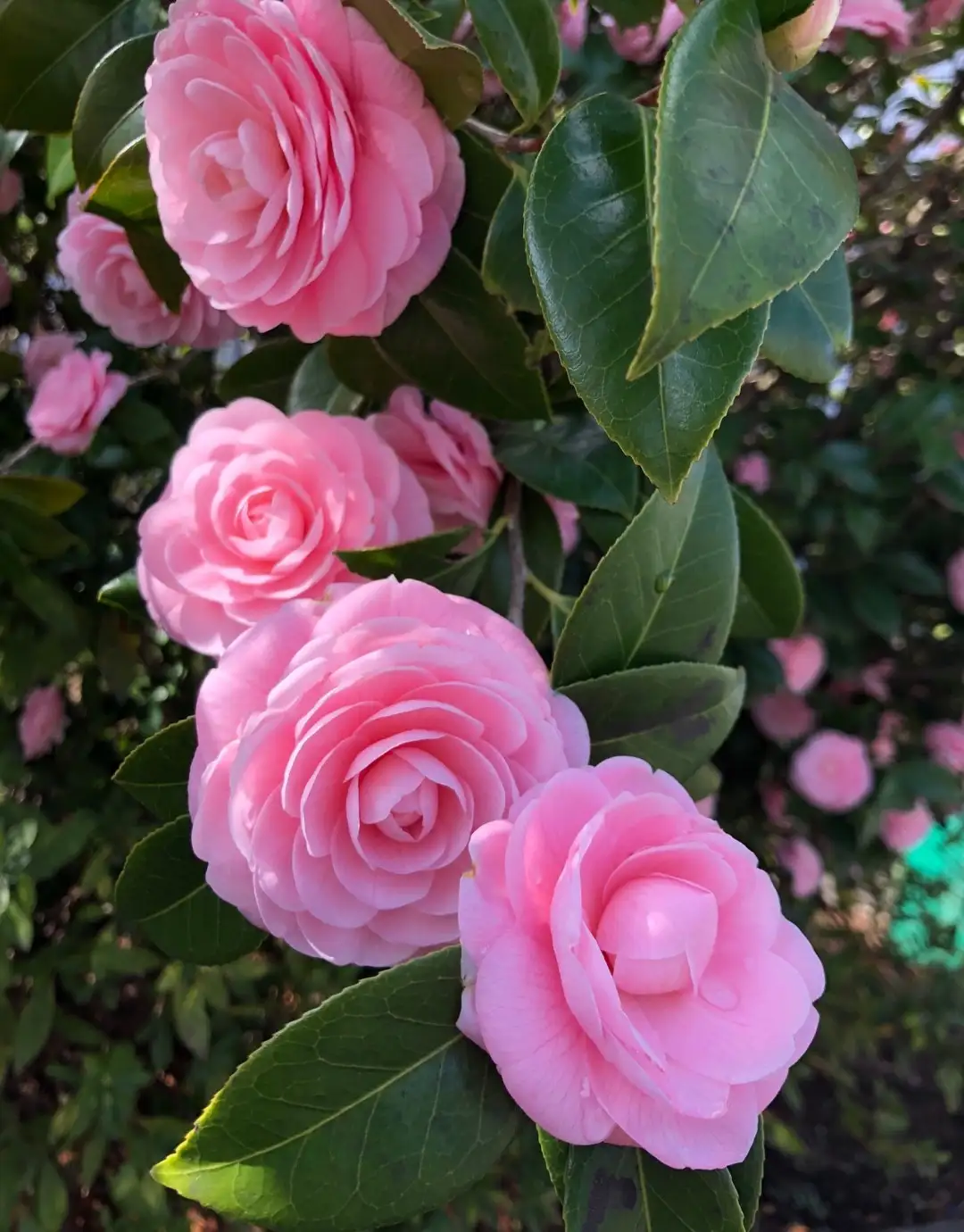Camellia japonica 'Pink Perfection' Cuidados (Plantando, Fertilizantes,  Enfermedades) - PictureThis