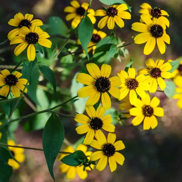 オオハンゴンソウ属 Rudbeckia 花言葉 毒性 よくある質問 Picturethis オオハンゴンソウ属 Rudbeckia 花言葉 毒性 よくある質問 Picturethis
